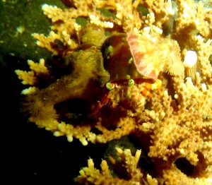 Anemone hermit crab / Bernard l'ermite à yeux verts - Env. 20cm