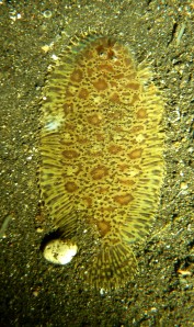 Flounders / Sole - Env. 30cm