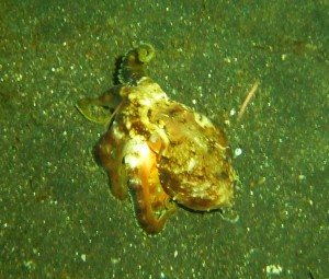 Starry night octopus / Pieuvre étoilée - Env. 30cm la tête