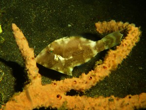 Strapweed filefish / Poisson-lime à petites algues - Env. 20cm